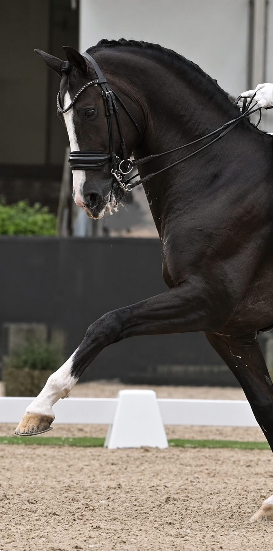 AI-created black dressage horse with a white blaze and white socks